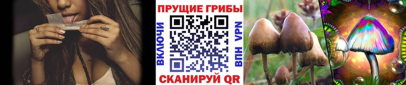 Купить где  Калининград  Галлюциногенные грибы прущие грибы